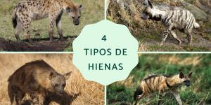 Tipos de hienas