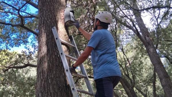 El inesperado aliado que protege los bosques de Mallorca: 32 refugios para murciélagos ayudan a combatir la procesionaria - Bunyola ya cuenta con 32 refugios artificiales