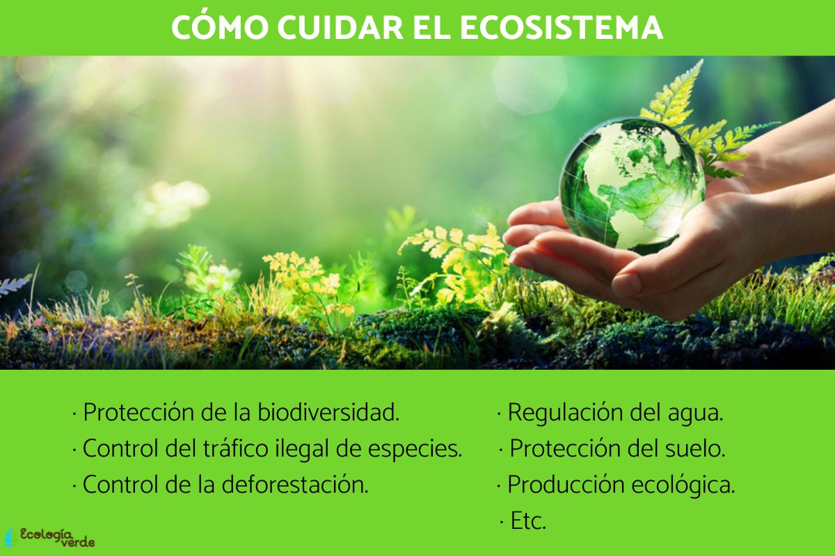 Cómo Cuidar El Ecosistema 11 Acciones Y Consejos 8842