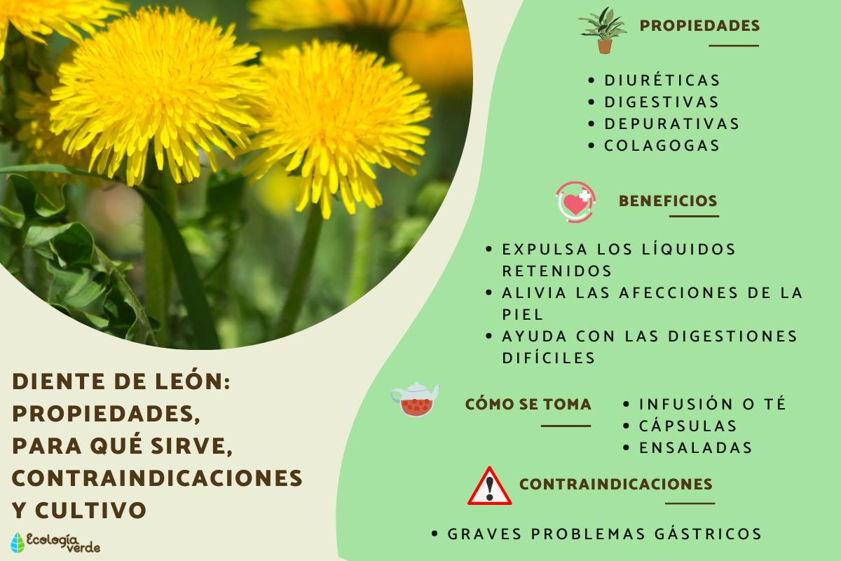 Diente de león: propiedades, para qué sirve, contraindicaciones y cultivo