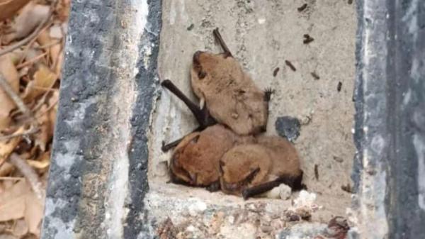 El inesperado aliado que protege los bosques de Mallorca: 32 refugios para murciélagos ayudan a combatir la procesionaria - Los murciélagos cazan las mariposas nocturnas de la procesionaria