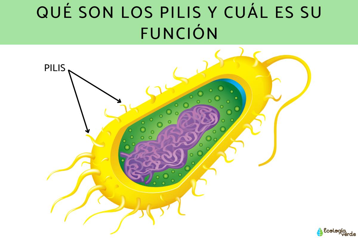 Qué son los pilis y cuál es su función
