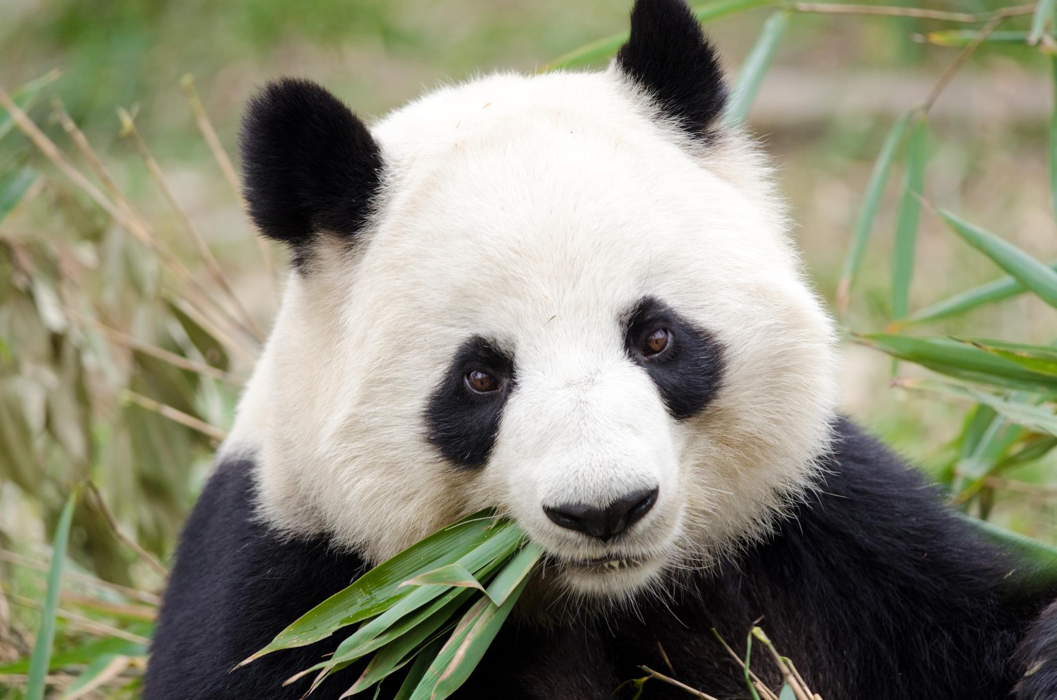D a Del Oso Panda Cu ntas Especies Existen En El Mundo ASWV