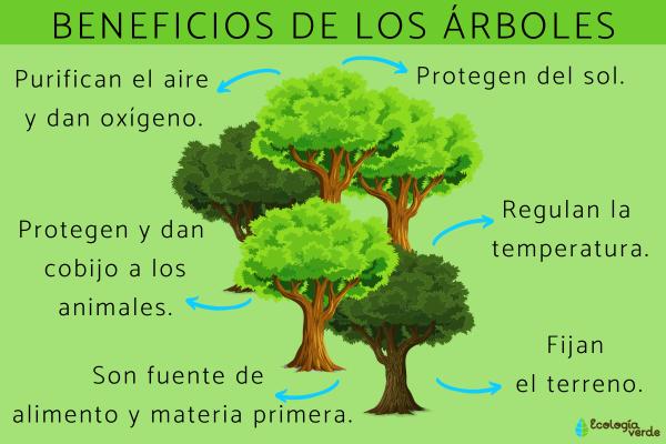 Beneficios de los árboles