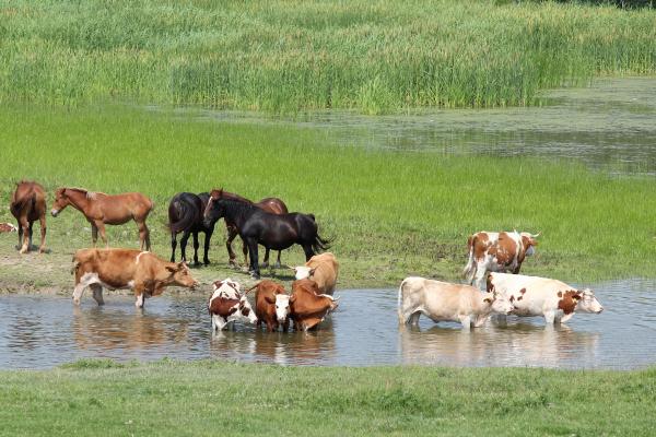 Aguas continentales: qué son, tipos, características, distribución y dinámica - Importancia de las aguas continentales