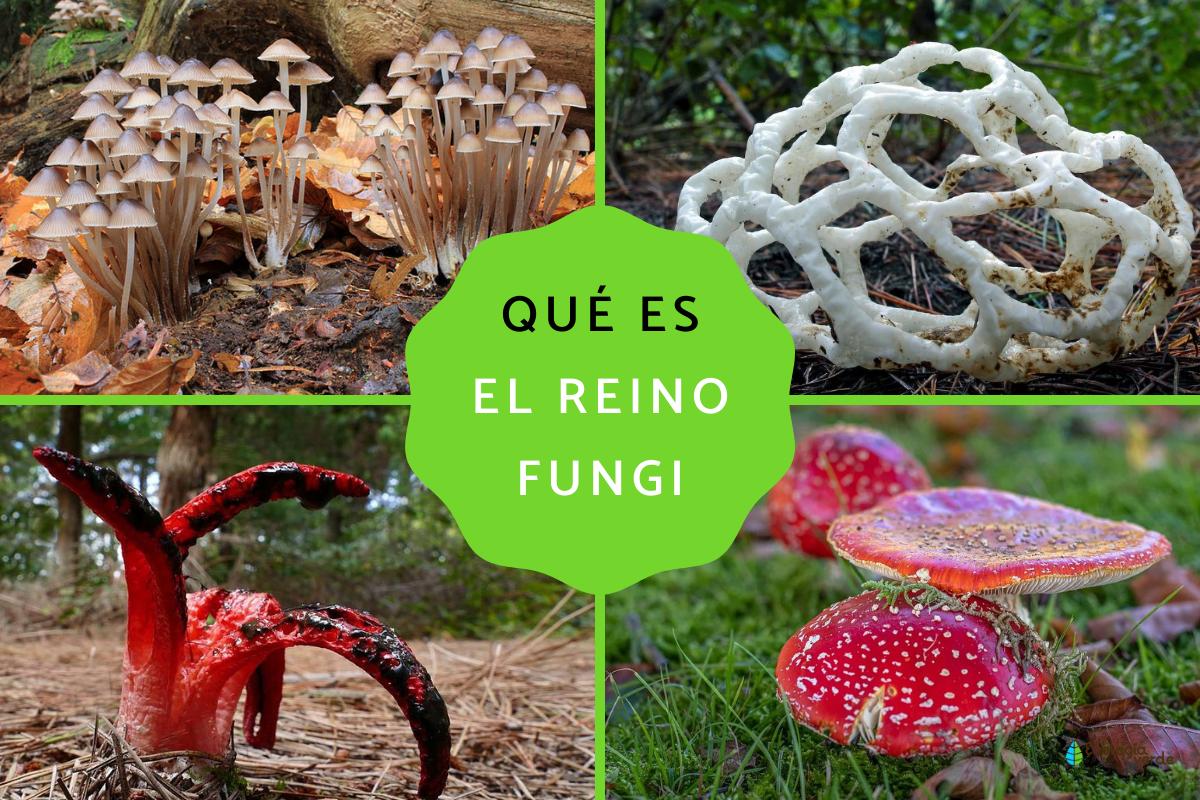 Reino Fungi: qué es, características, clasificación y ejemplos