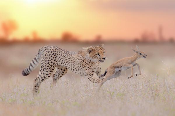 Curiosidades del leopardo - Adaptabilidad alimentaria