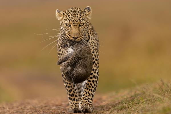 Curiosidades del leopardo - Comportamiento solitario