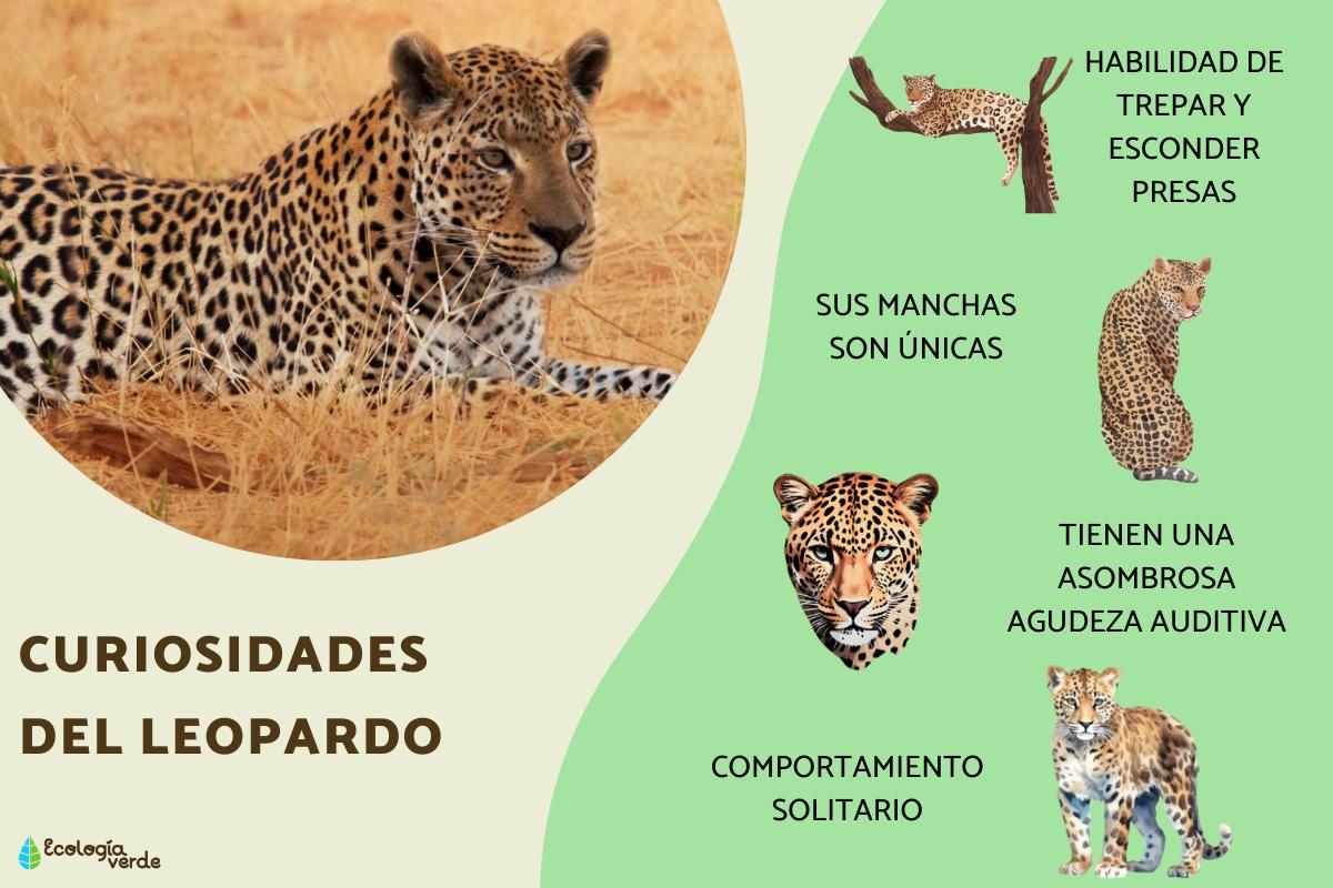 Curiosidades del leopardo