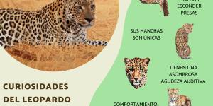 Curiosidades del leopardo