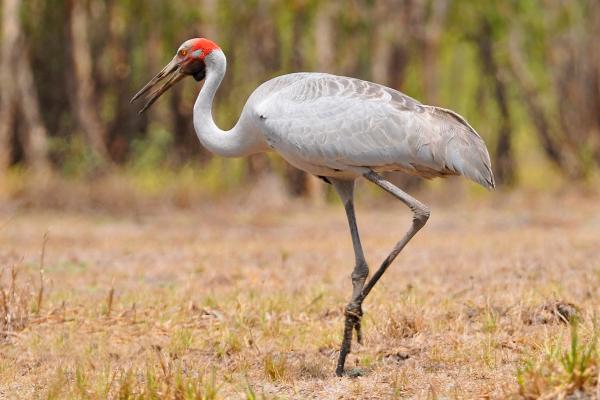 Tipos de grullas - Grulla australiana (Antigone rubicunda)