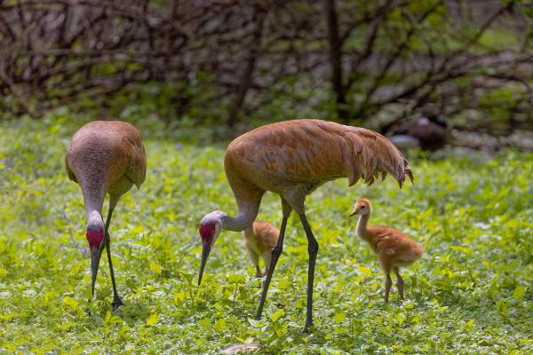 Tipos de grullas - Grulla canadiense (Antigone canadensis)