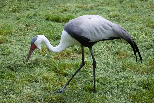 Tipos de grullas - Grulla carunculada (Bugeranus carunculatus)