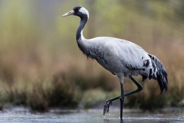 Tipos de grullas - Grulla común (Grus grus)