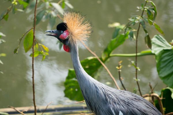Tipos de grullas - Grulla coronada cuellinegra (Balearica pavonina)