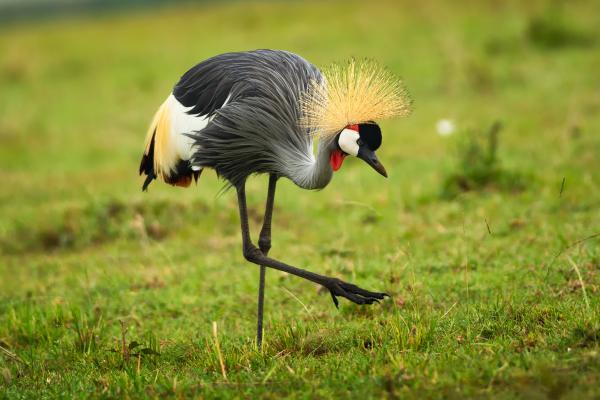 Tipos de grullas - Grulla coronada gris (Balearica regulorum)