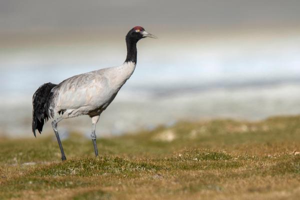 Tipos de grullas - Grulla cuellinegra (Grus nigricollis)