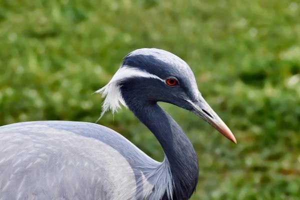 Tipos de grullas - Grulla damisela (Anthropoides virgo)