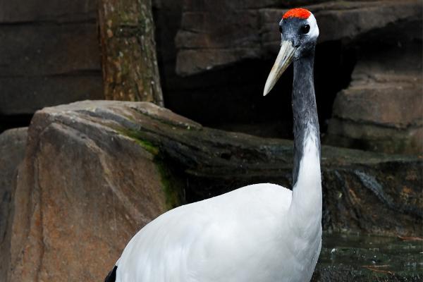 Tipos de grullas - Grulla de Manchuria (Grus japonensis)