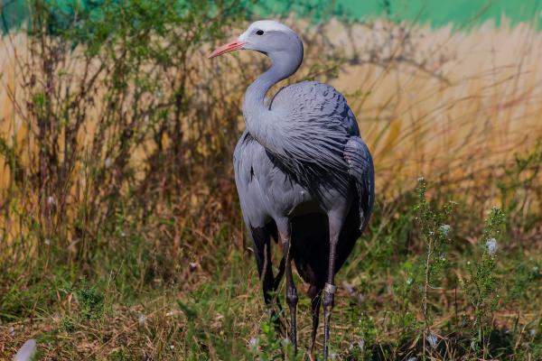 Tipos de grullas - Grulla del paraíso (Anthropoides paradiseus)