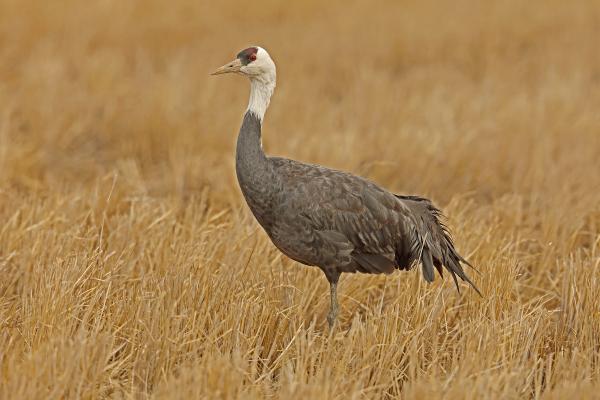Tipos de grullas - Grulla monje (Grus monacha)