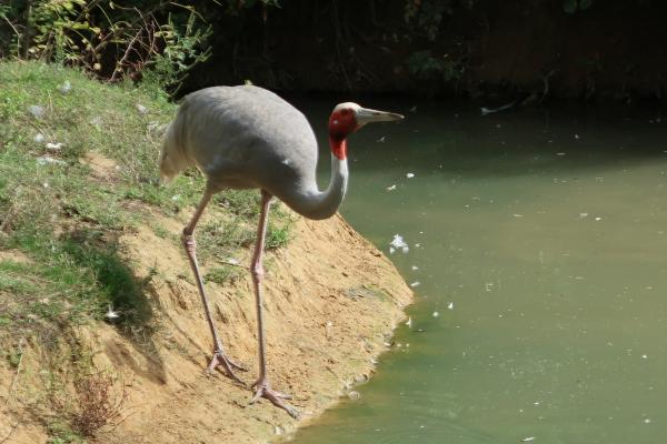 Tipos de grullas - Grulla sarus (Antigone antigone)