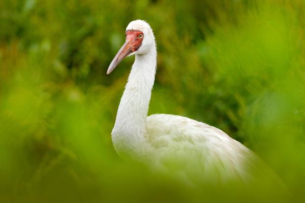 Tipos de grullas - Grulla siberiana (Leucogeranus leucogeranus)
