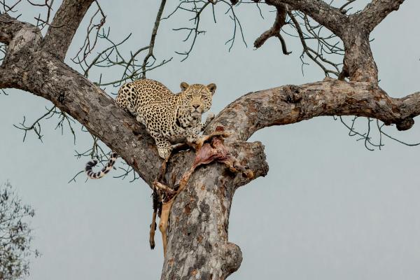 Curiosidades del leopardo - Habilidad de trepar y esconder presas