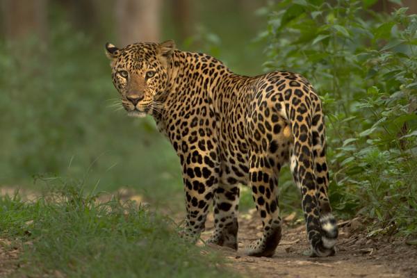 Curiosidades del leopardo - Habitantes de múltiples hábitats