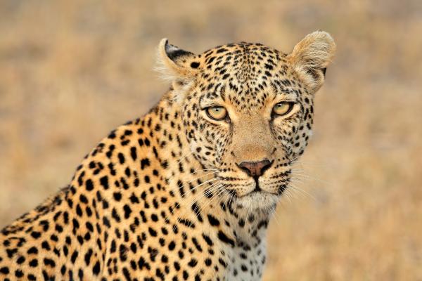 Curiosidades del leopardo - Manchas únicas: las rosetas