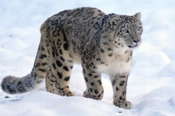 Curiosidades del leopardo - Peligro de extinción