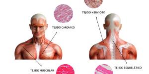 Tejidos humanos: definición y sus funciones