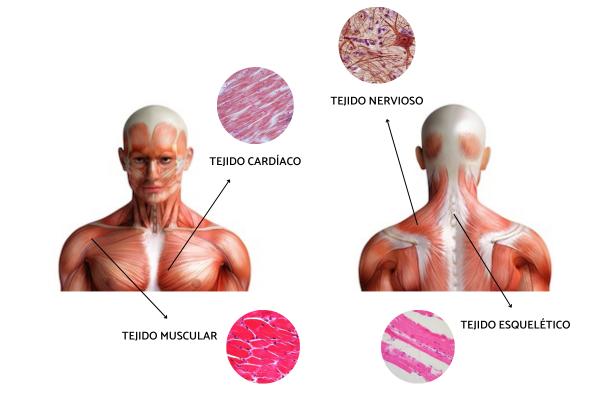 Tejidos humanos: definición y sus funciones