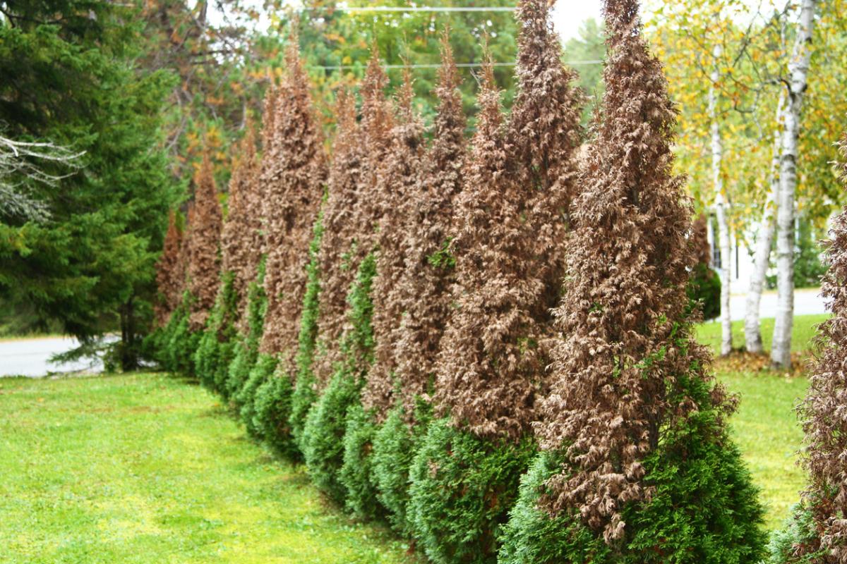 Cómo recuperar setos secos