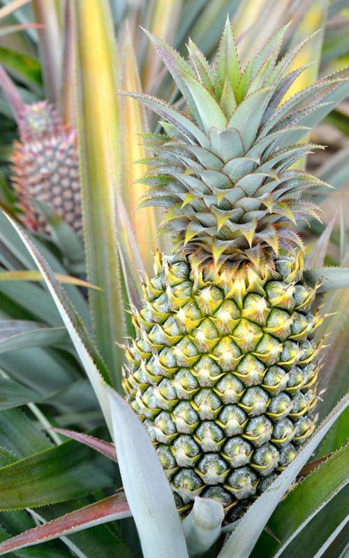 Piña - Descripción de la Piña (Ananas comosus)