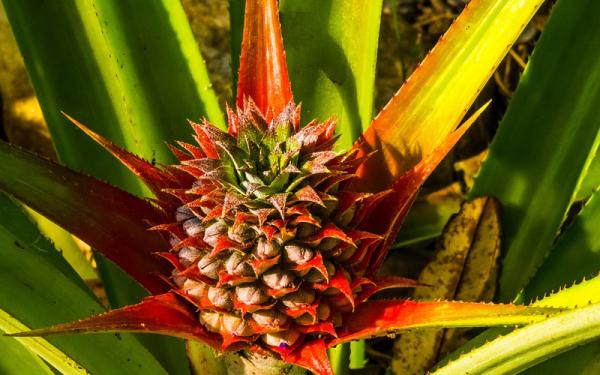 Piña - Distribución de la Pîña