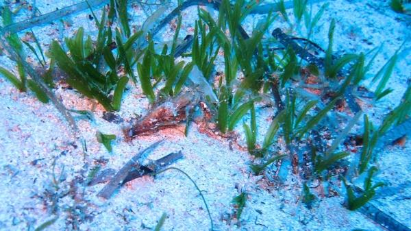 Qué es la Halophila stipulacea: la planta marina que está invadiendo el Mediterráneo - ¿Cómo afecta? El riesgo que la Halophila stipulacea supone para la posidonia y otras especies y ecosistemas