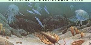 Precámbrico: qué es, división y características