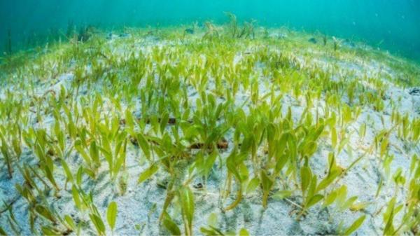Qué es la Halophila stipulacea: la planta marina que está invadiendo el Mediterráneo