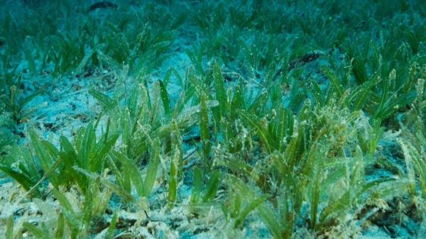 Qué es la Halophila stipulacea: la planta marina que está invadiendo el Mediterráneo - Una planta tropical que llegó al Mediterráneo desde el mar Rojo