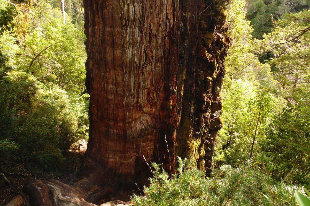 Cuál es el árbol más antiguo del mundo