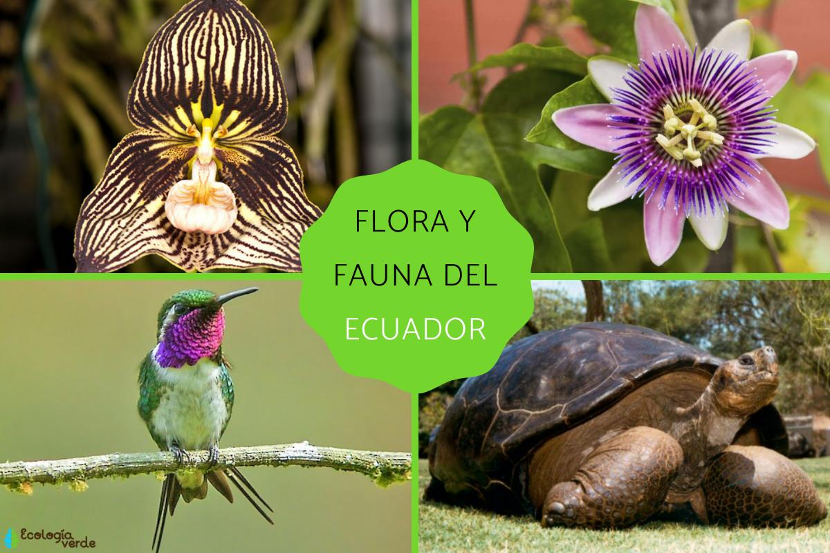 Flora y fauna del Ecuador