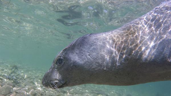 Los científicos coinciden: la foca monje del Mediterráneo sigue en riesgo pese a su lenta recuperación - Así es la foca monje: el discreto depredador que se esconde en cuevas marinas