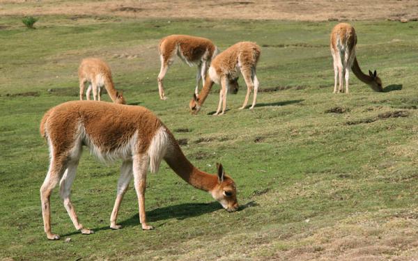 Vicuña - Comportamiento de la vicuña