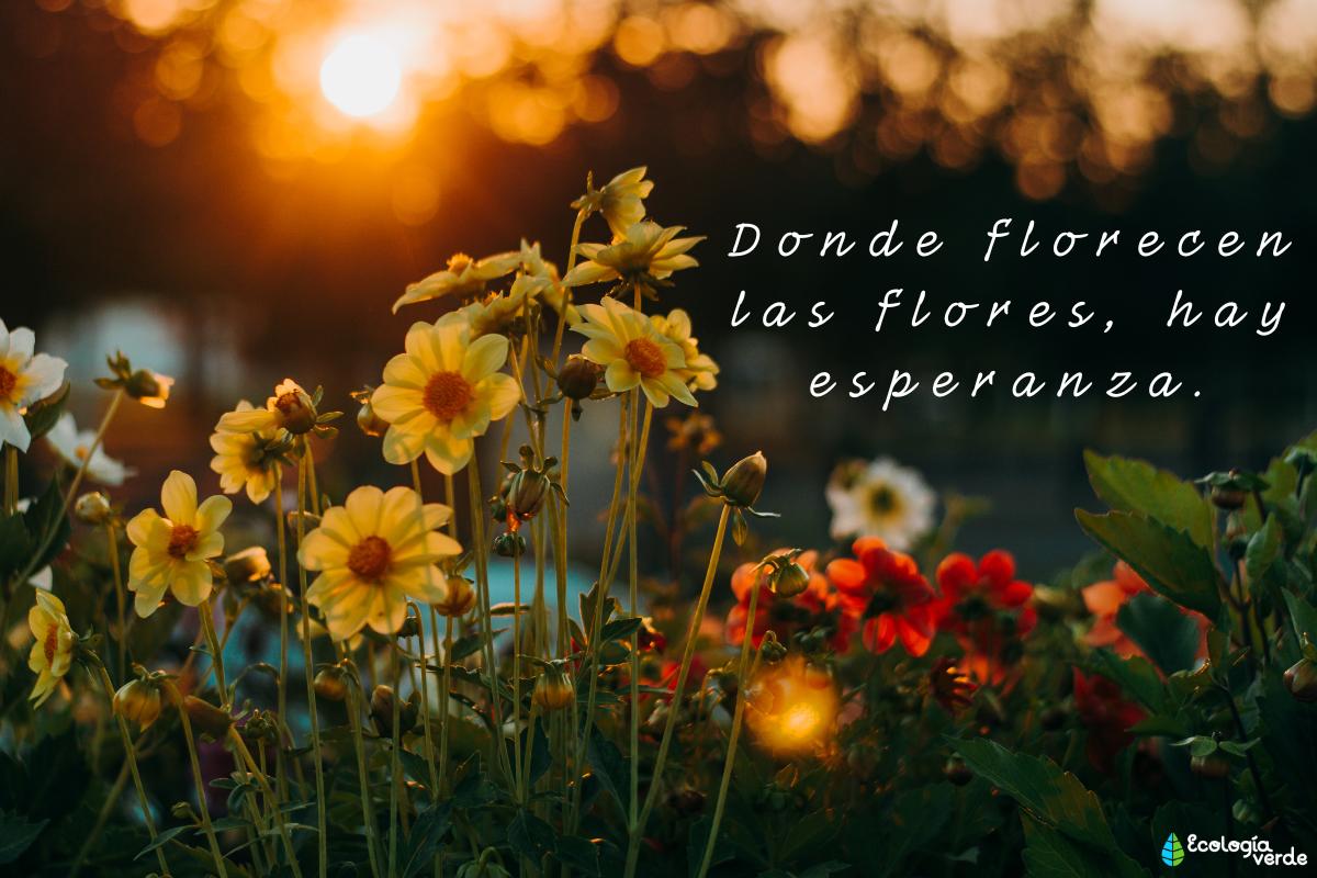Frases de flores