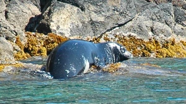 Los científicos coinciden: la foca monje del Mediterráneo sigue en riesgo pese a su lenta recuperación - La desaparición silenciosa de la foca monje en España y el plan para traerla de vuelta