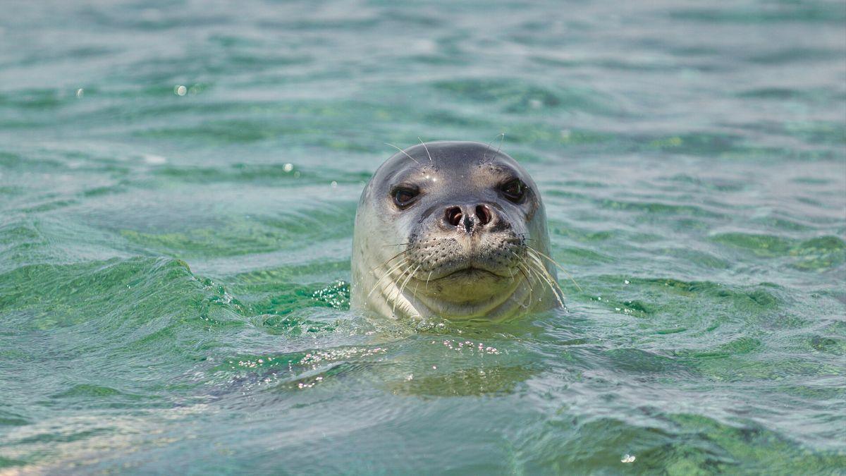 Los científicos coinciden: la foca monje del Mediterráneo sigue en riesgo pese a su lenta recuperación