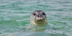 Los científicos coinciden: la foca monje del Mediterráneo sigue en riesgo pese a su lenta recuperación
