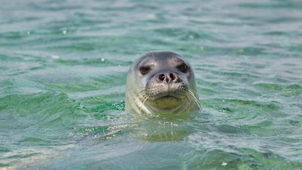Los científicos coinciden: la foca monje del Mediterráneo sigue en riesgo pese a su lenta recuperación