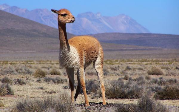 Vicuña
